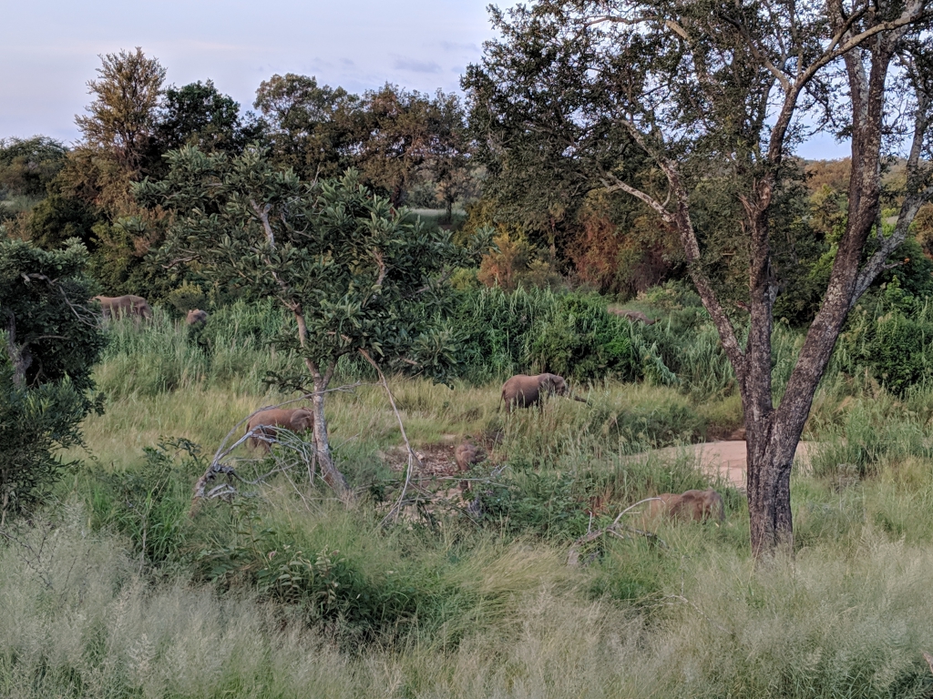 Elephants