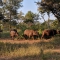 Buffalo