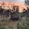 Rhinos