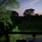 The bush